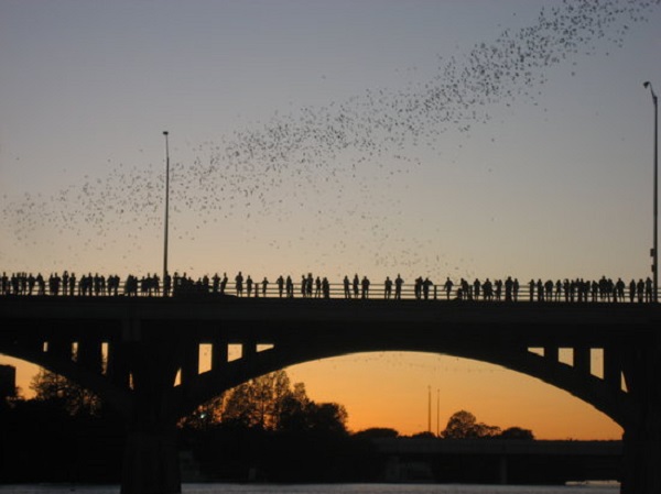 O show da maior colônia de morcegos em voo (FOTO e VÍDEO)