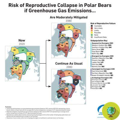 O estudo alerta que os ursos polares podem desaparecer principalmente do Ártico até 2100