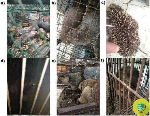 Mercado húmedo: dos años antes del Covid-19, casi 50 animales vivos estaban a la venta en Wuhan