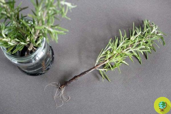 Rosemary water, the elixir that improves memory. I study