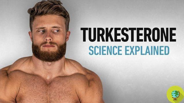 Turkesterone: what it is and why you shouldn't use the supplement to gain muscle mass
