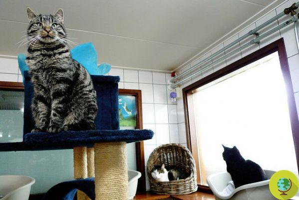 The Cat Boat: in Amsterdam the floating shelter to house abandoned cats (VIDEO)