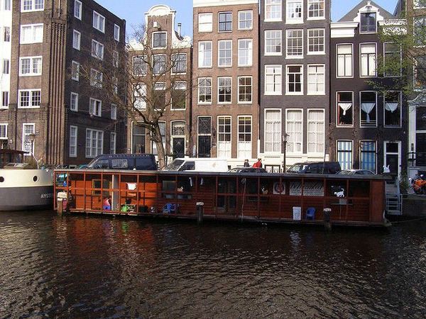 The Cat Boat : à Amsterdam l'abri flottant pour héberger les chats abandonnés (VIDEO)