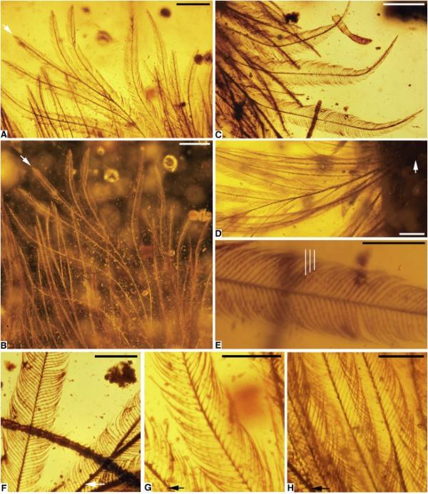 Feathered Dinosaur Tail Hidden in Amber: The Historical Discovery (PHOTO)
