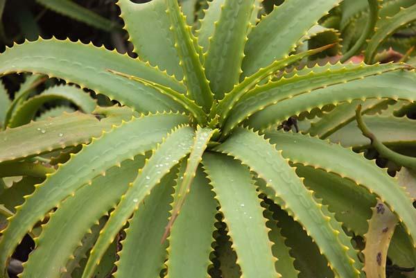 Aloe arborescens: propiedades curativas, efectos secundarios y cómo reconocerlo