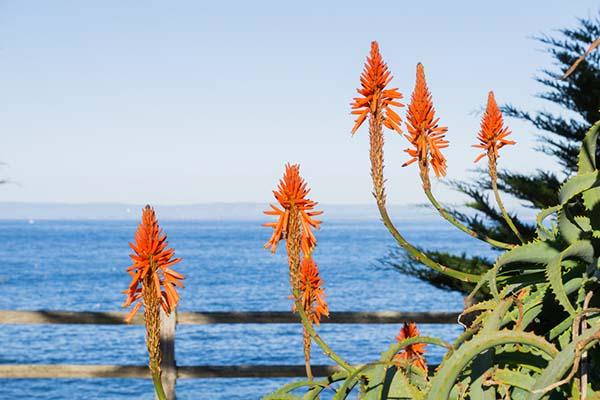 Aloe arborescens: propiedades curativas, efectos secundarios y cómo reconocerlo