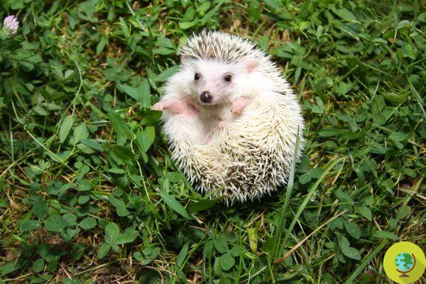 African hedgehog: all you need to know and why not adopt it