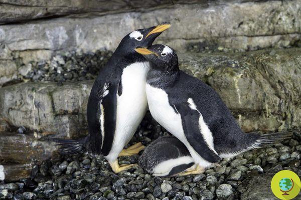 Two penguins of the same sex become parents after adopting an egg