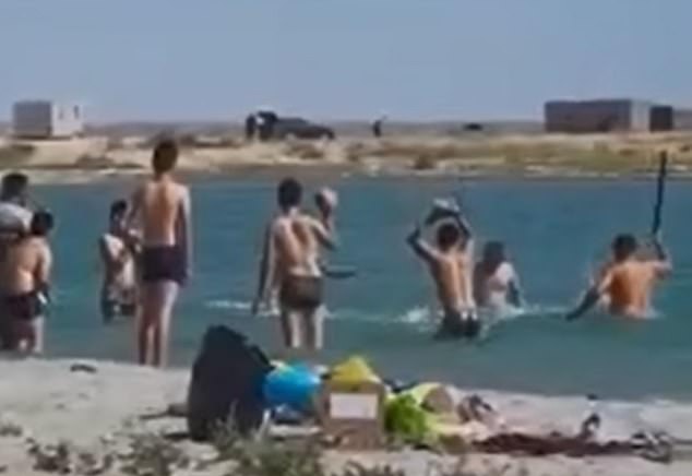 Tourists beat and stone a defenseless seal to take a selfie with the children