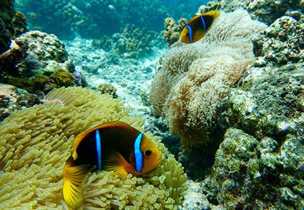 A casa de Nemo está em perigo: até as anêmonas estão ficando brancas