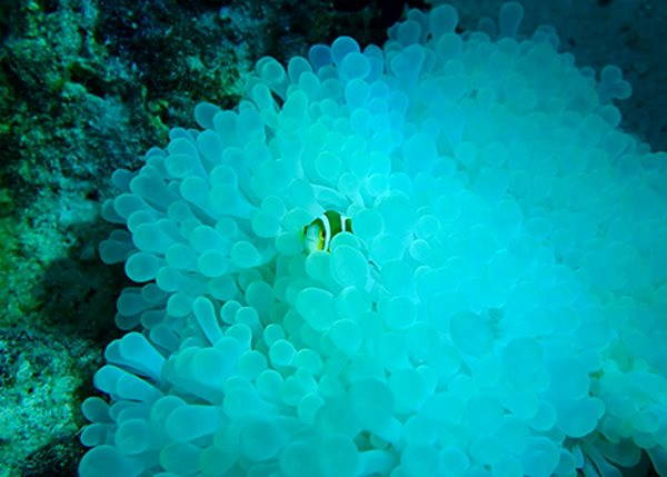 La casa de Nemo está en peligro: hasta las anémonas se están poniendo blancas