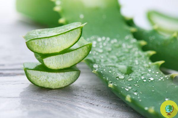 Aloe-based supplements have been banned from Europe for these reasons