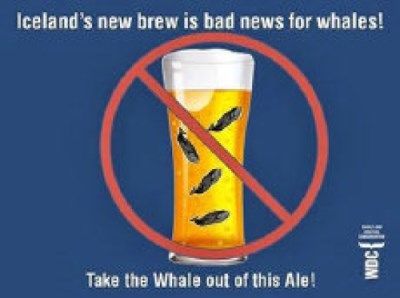 Cerveja de baleia: o último truque da Islândia
