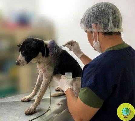 Perro callejero gravemente herido ingresa solo a una clínica veterinaria en busca de ayuda